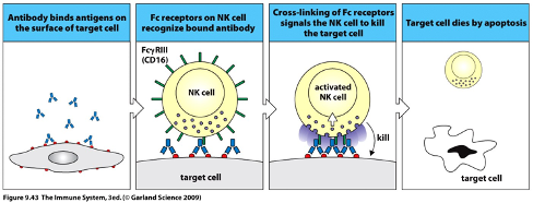 <ul><li><p class="">Host cells infected by viruses can express viral proteins on their surface, which helps the virus evade detection.</p></li><li><p class="">Antibodies specific to the virus recognise and bind to these viral proteins.</p></li><li><p class="">NK cells (innate immune cells) and macrophages have Fc receptors (FcR) that can bind to the antibody bound to the infected cell.</p></li><li><p class="">Upon binding, NK cells release <strong>perforin</strong> (a lytic enzyme) and <strong>granzymes</strong> that mediate extracellular killin<strong>g</strong> and induce cell death by apoptosis, leading to the removal of infected cells without phagocytosis.</p></li><li><p class=""> This process is key for eliminating intracellular pathogens, especially viruses, by indirectly targeting infected cells for destruction.</p></li></ul><p></p>