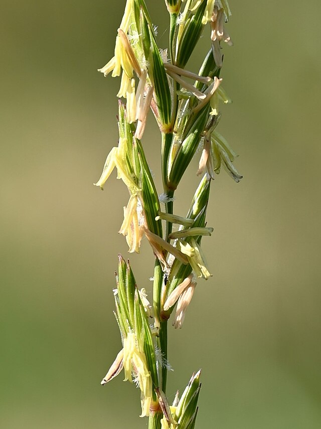 <p>poacées</p>