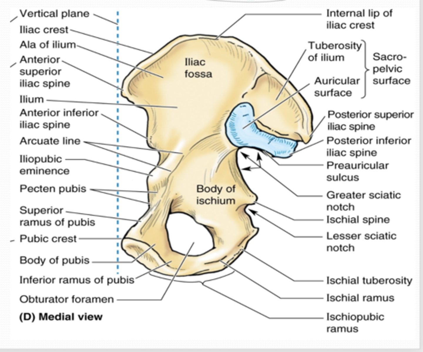 <p>What does the superior ramus of the pubis help form? </p>