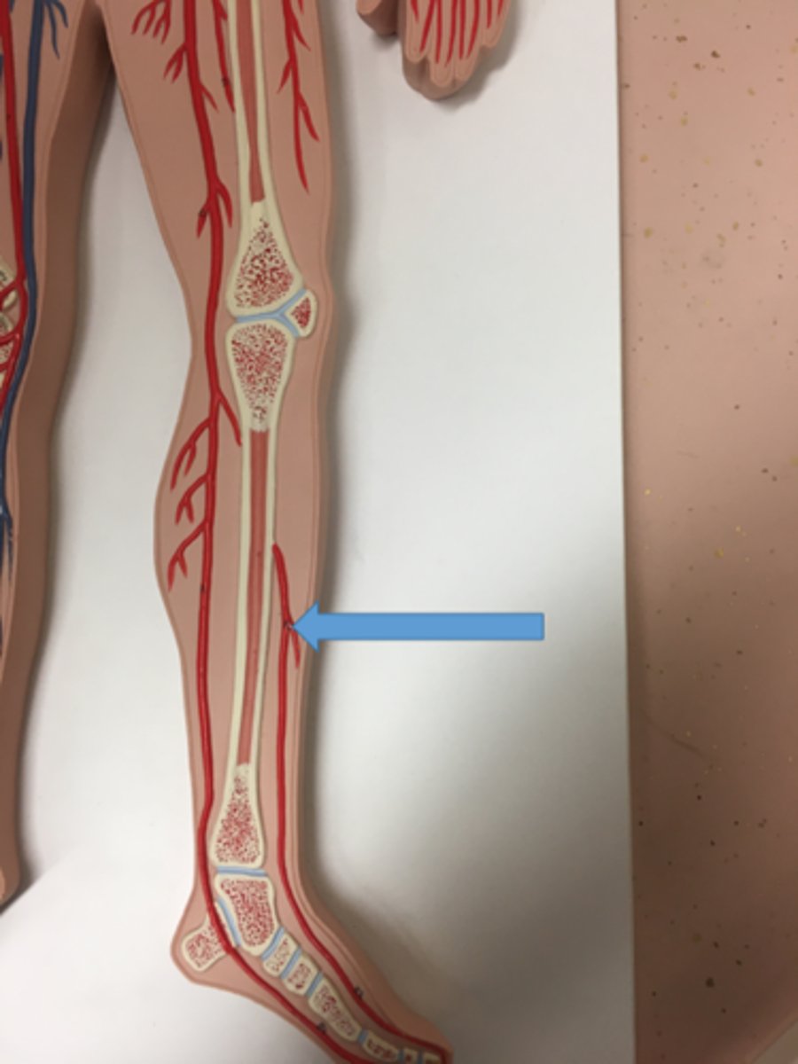<p>Branches from popliteal artery, more lateral.</p>