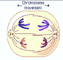 <p>anaphase I</p>