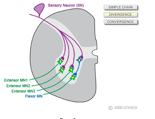 <p>Convergence and divergence and stretch reflex</p>