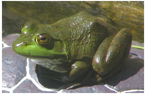 <p>What families do these frogs belong to?</p>