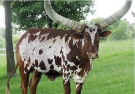 <p>What Breed?</p>