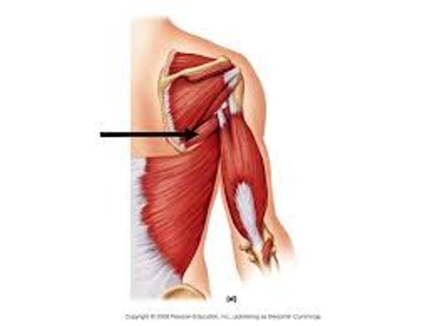 <p>adducts and medially rotates arm</p>