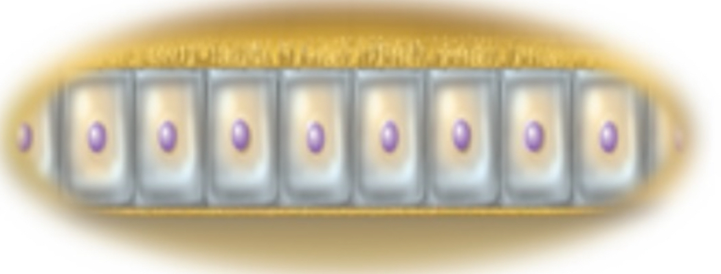 <p>Cells <strong>taller</strong> than they are wide (<strong>intestine</strong> lining)</p>