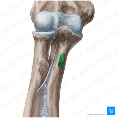<p>What part of the ulna is this?</p>