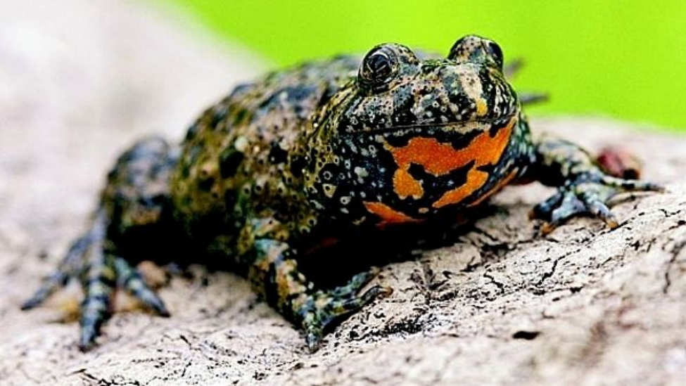 <p>kuňka obecná </p>