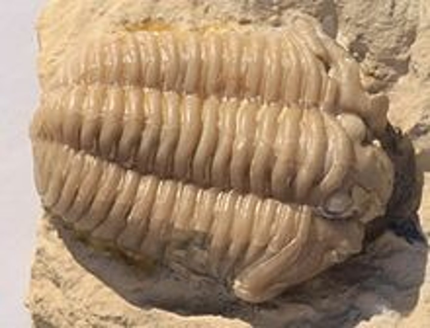 <p>a genus of trilobite that are found throughout North America, North Africa, and Europe in primarily Silurian outcrops</p><p>Phylum Arthropoda; Polymerids</p>