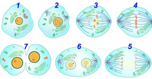 <p>Cells in the stratified squamous tissue that regenerate (mitosis)</p>