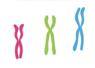 <p>What type of chromosome is this?</p>