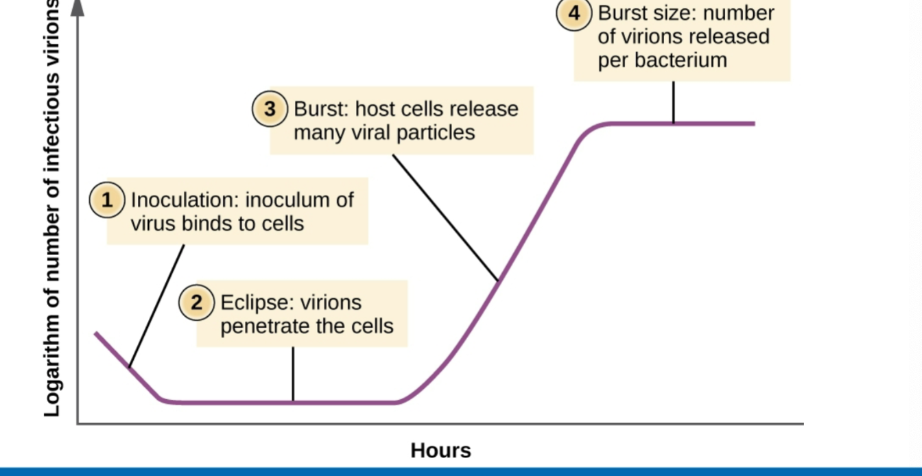 <p>Viruses do not grow on their own but growth can still be measured; when does the number of infectious virions peak?</p>