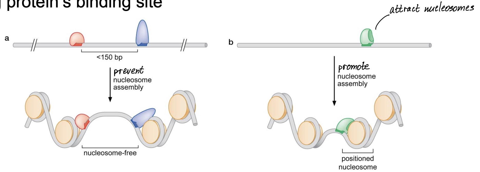 Protein-dependent positioning