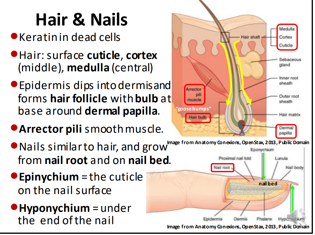 <p>hyponychium </p>