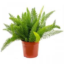 <p>Fox Tail Fern</p>