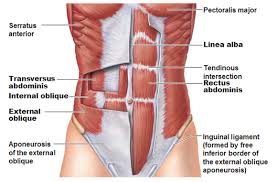 abdomen muscles 