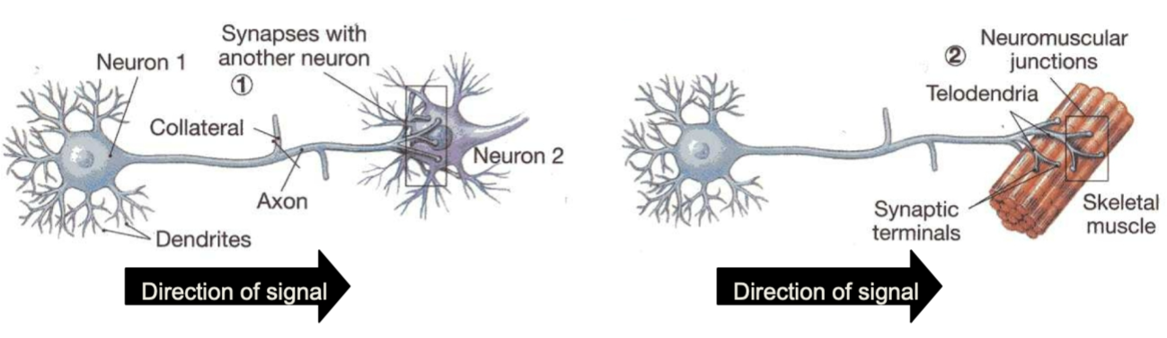 1. Dendrite 
2. Cell body 
3. Axon 
4. Axon terminal 