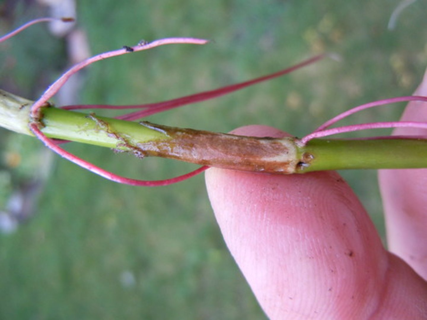 <p>Roots that develop from the shoot system instead of the root system</p>