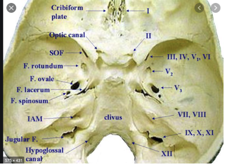 <p>A passage for cranial nerve XII (hypoglossal nerve: involved in tongue movement.<span>transmits hypoglossal nerve and innervates the muscles of the tongue: when you move your tongue to the left or right when you stick out your tongue</span></p>