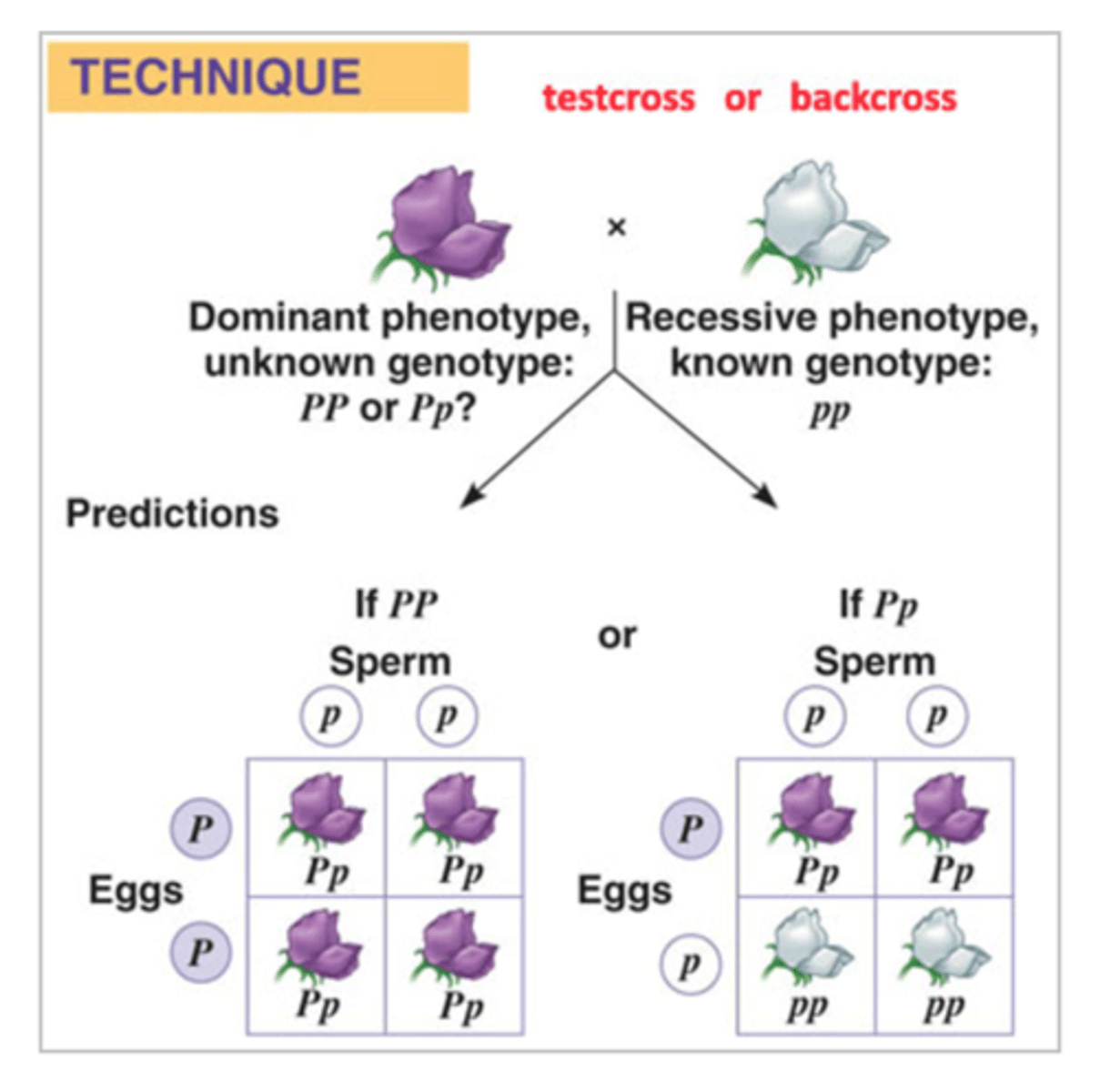 <p>A cross in which an individual with a dominant phenotype is crossed with a homozygous individual to determine the unknown genotype</p>