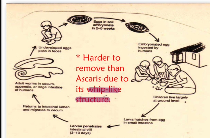<p>Life cycle?</p>