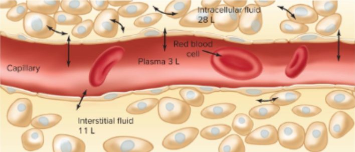 <p>intracellular</p>
