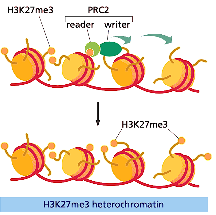 <p>PCR2 recruits the writer and together they add methylation marks.</p>