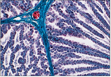 <p>Identify the structure:</p><p>Specie:</p><p>Stain used:</p>
