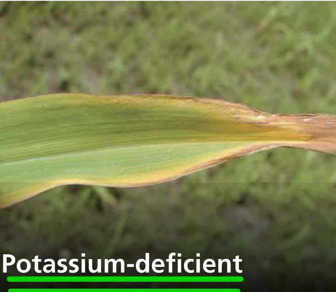 <p>Deficient  in potassium, in need of potassium fertilizer.</p>