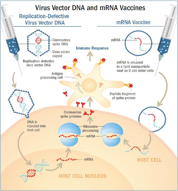 Human adenovirus (harmless) has spike protein 