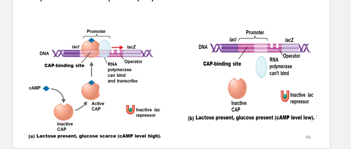 <ul><li><p><strong>cAMP (cyclic adenosine monophosphate)</strong> is a <strong>small signaling molecule</strong> in cells.</p></li><li><p>In bacteria, it helps cells respond to low levels of <strong>glucose</strong>, the cell’s preferred energy source.</p></li></ul><p>When cell <mark data-color="purple" style="background-color: purple; color: inherit">consumes all glucose,</mark> concentrations of cycli<mark data-color="purple" style="background-color: purple; color: inherit">c AMP (cAMP) builds up</mark> in the cell</p><p><strong>CAP proteins bound by cAMP</strong> which allows <strong>CAP to bind the promoter</strong> to help RNA polymerase to bind and transcribe </p><p><mark data-color="green" style="background-color: green; color: inherit">When </mark><strong><mark data-color="green" style="background-color: green; color: inherit">glucose is low</mark></strong><mark data-color="green" style="background-color: green; color: inherit">: </mark></p><ol><li><p><strong>cAMP levels go up</strong>.</p></li><li><p><strong>cAMP binds to CAP</strong>, forming the <strong>cAMP-CAP complex</strong>.</p></li><li><p>This complex binds near the <strong>lac promoter</strong>.</p></li><li><p>It <strong>helps RNA polymerase bind better</strong>, so transcription of the lac genes <strong>increases</strong>.</p></li><li><p>If <strong>lactose is also present</strong>, the repressor is removed → <strong>lac operon turns ON fully</strong>.</p></li></ol><p><mark data-color="green" style="background-color: green; color: inherit"> <span data-name="octagonal_sign" data-type="emoji">🛑</span> When </mark><strong><mark data-color="green" style="background-color: green; color: inherit">glucose is high</mark></strong><mark data-color="green" style="background-color: green; color: inherit">: </mark></p><ul><li><p><strong>cAMP levels are low</strong>.</p></li><li><p>No cAMP → CAP can't bind the DNA.</p></li><li><p>RNA polymerase doesn’t bind well → <strong>lac operon stays mostly OFF</strong>, even if lactose is there.</p></li></ul><p></p>