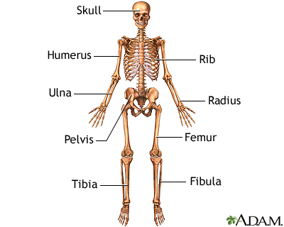 superior most part of a human in standard anatomical position