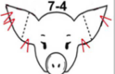<p>What is the pig number?</p>