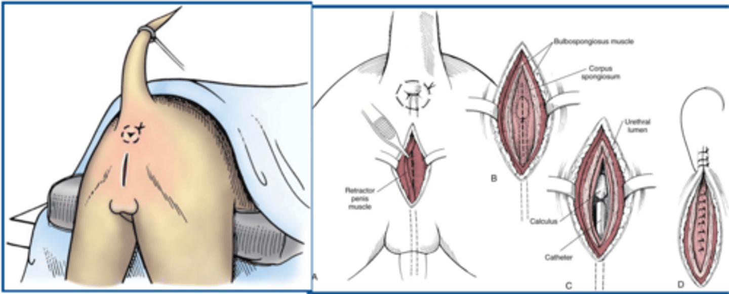 <p>indications for perineal urethrostomy</p>