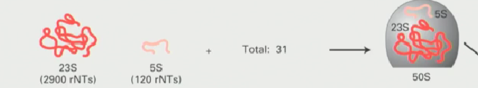 <ul><li><p>Made up of 23S ribosomal RNA coupled with a 5S RNA (made by RNA polymerase III</p></li><li><p>Together these combine to form the 50S large subunit</p></li></ul><p></p>