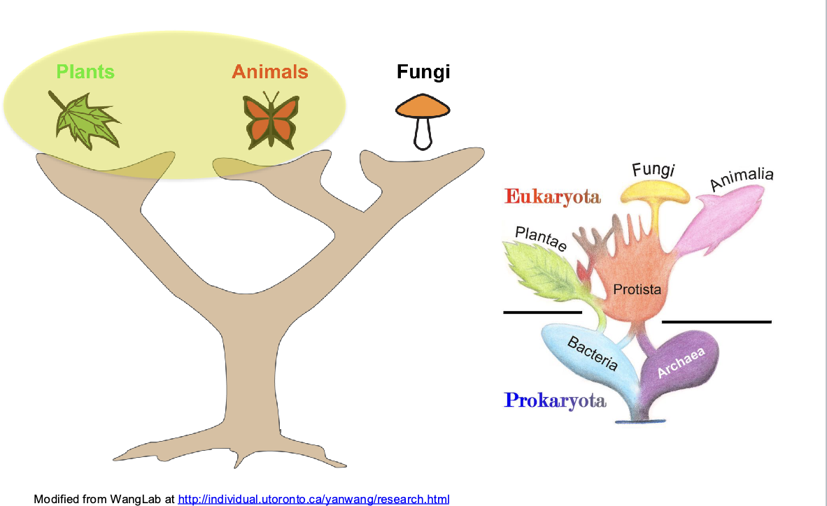 <ul><li><p>Prokaryotes</p><ul><li><p>bacteria, archaea</p></li><li><p>lack a nucleus</p></li><li><p>First forms of life</p></li><li><p>genetic material is organized in one circular chromosome with many loops.</p></li><li><p> Instead of a nucleus, this genetic material is concentrated in a discrete region of the cell known as the nucleoid</p></li><li><p>cells smaller than eukaryotes</p></li></ul></li><li><p>Eukaryotes</p><ul><li><p>animals, plants, fungi, protists</p></li><li><p>have a nucleus:&nbsp;<span><span>houses the vast majority of the cell’s DNA</span></span></p></li><li><p><span><span>transcription takes place in the nucleus first, and translation takes place later in the cytoplasm</span></span></p></li></ul></li></ul><p></p>