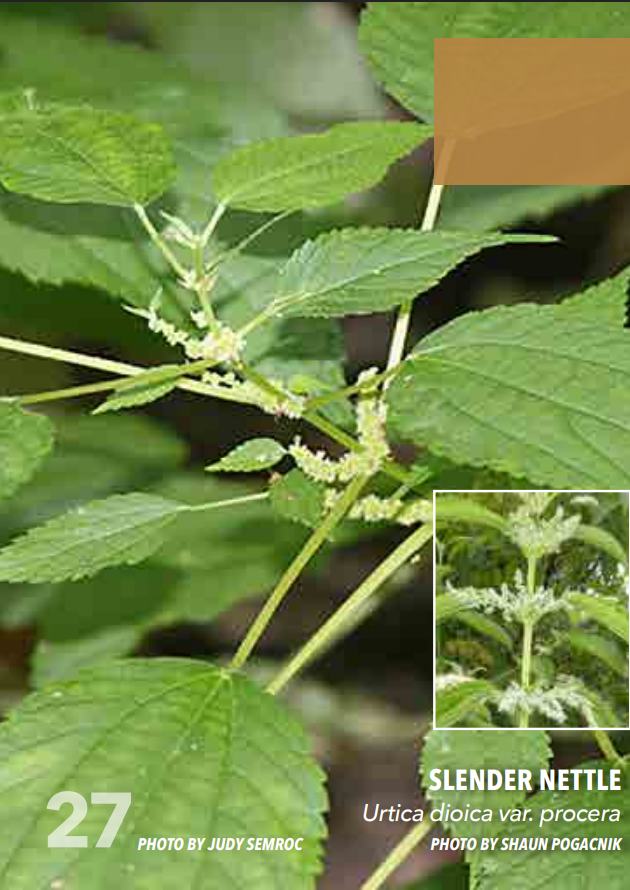 <p>Nettle; Urticaceae</p>