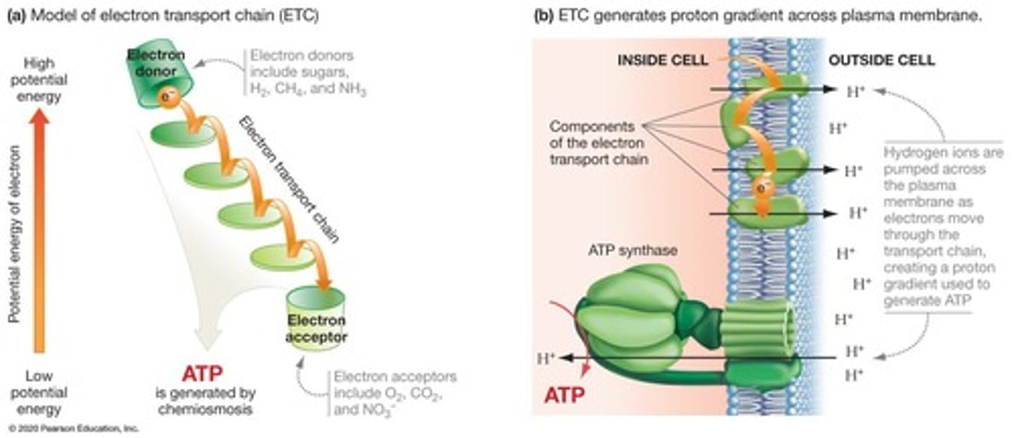 <p>Process of generating ATP through electron transport.</p>