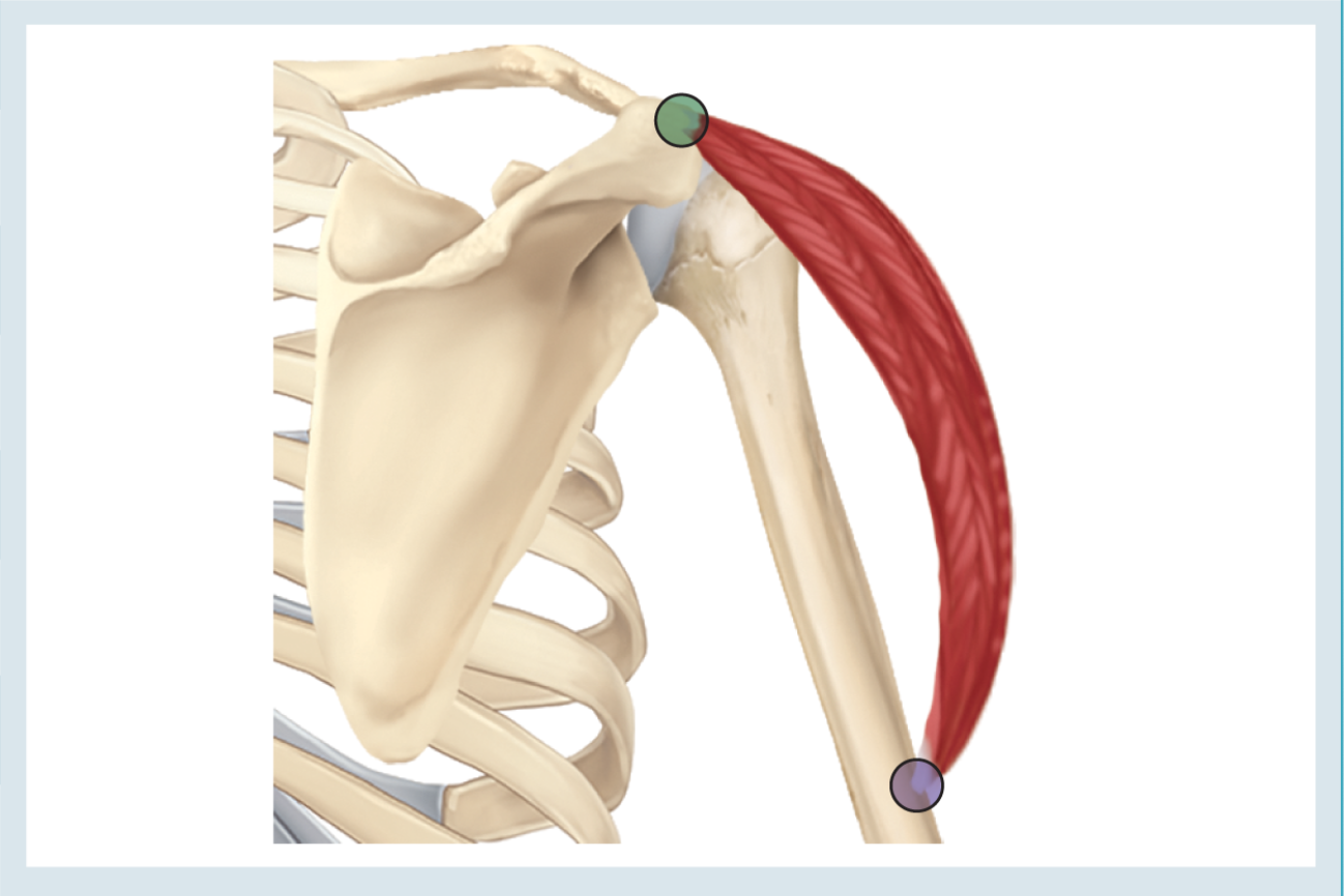 <p>Action : abduction </p><p>o : acromion </p><p>i : deltoid tuberosity </p>