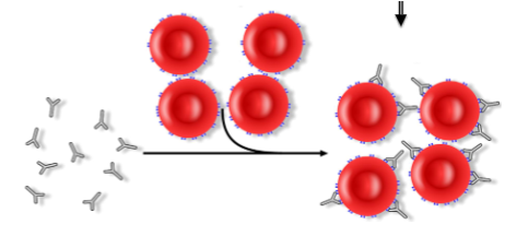 <ul><li><p><span>Standalone test that can be ordered by clinician</span></p></li><li><p><span>Detects IN VIVO sensitization by:</span></p><ul><li><p><span>IgG</span></p></li><li><p><span>Complement (C3)</span></p></li></ul></li><li><p><span>Can be positive in "normal" people</span></p><ul><li><p><span>1 in 13,000</span></p></li><li><p><span>3% in hospital inpatients</span></p></li></ul></li></ul><p></p>