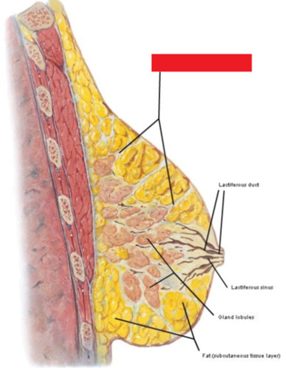 <p>Ligaments that support the breast tissue.</p>