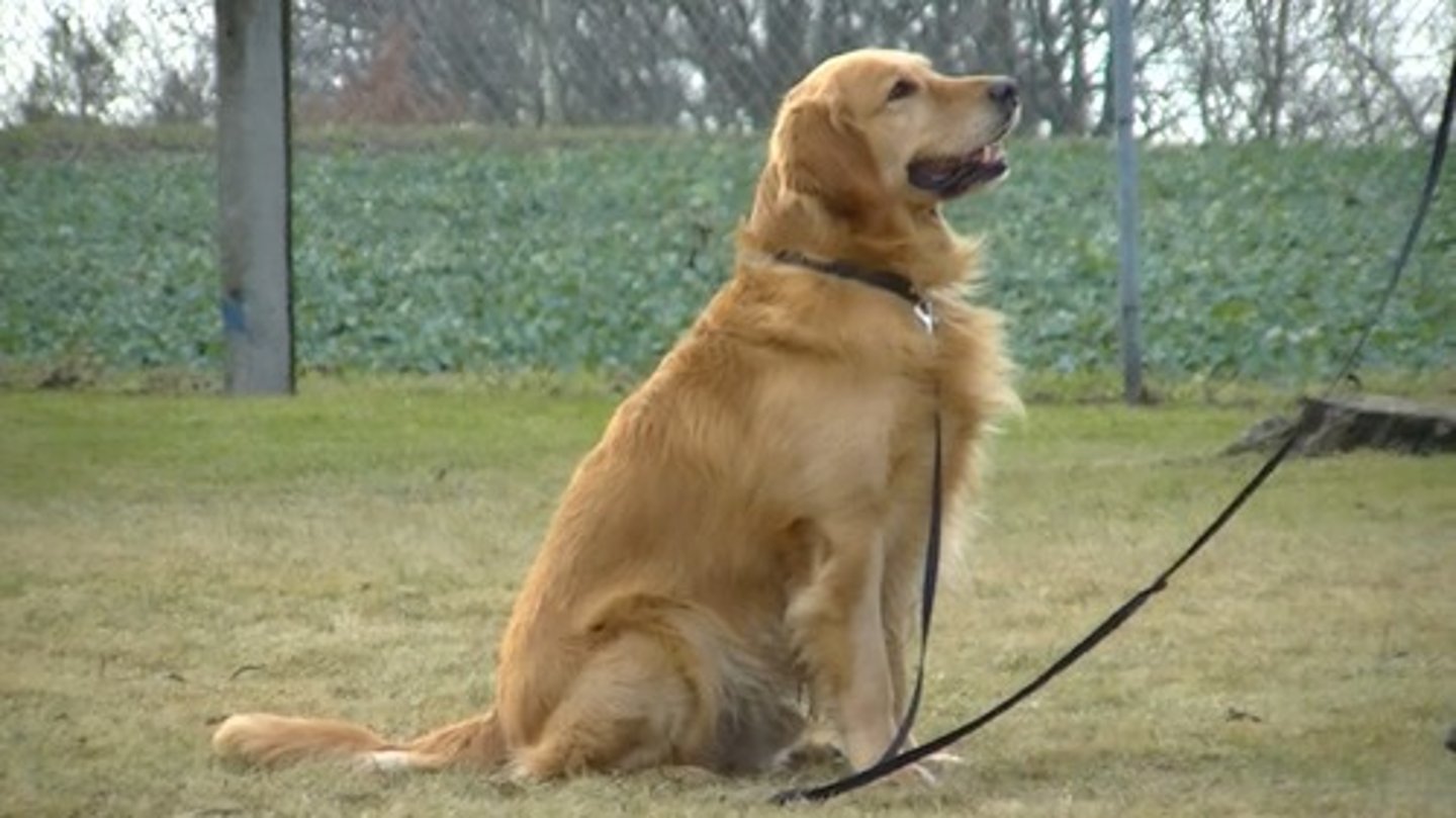<p>the quality of being loyal and faithful</p>