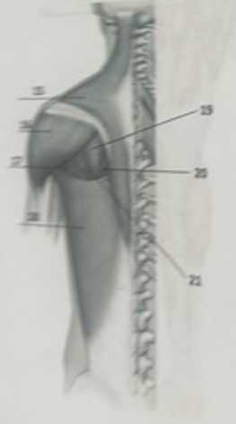 <p>What muscle is 18?</p>