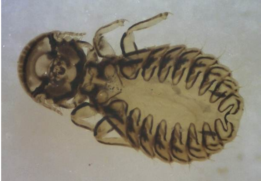 Scientific Name