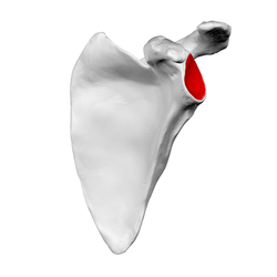 <p>socket in scapular that receives head of humerus</p>