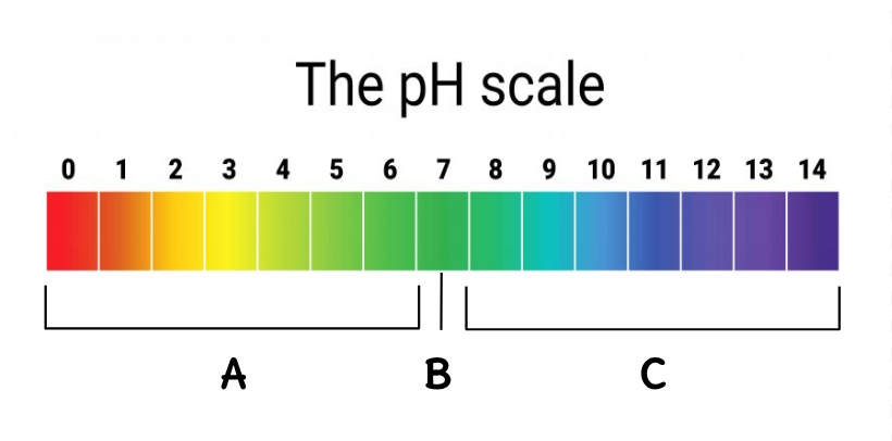 <p>Where are the bases located on this scale?</p>