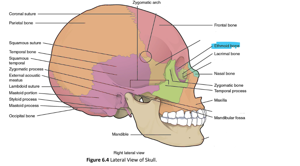 <p>ethmoid bone</p>