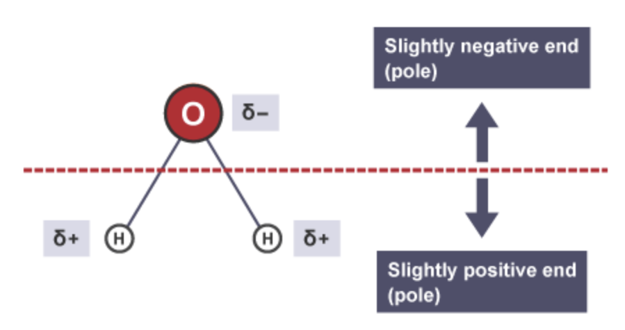 <p>Water molecules are polar molecules as both of the bonds inside the molecule are polar bonds and due to the non-symmetrical shape of the molecule (bent) the molecule itself is polar (it has a delta - and delta + side)</p>