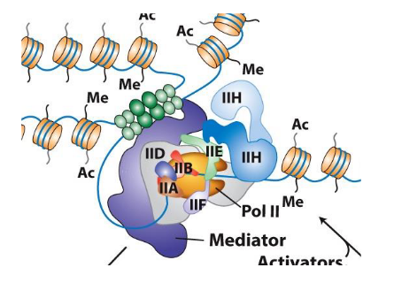 <p><strong>Basal Promoter Elements</strong><br> Also called Core Promoter Sequences<br> Conserved sequences where the transcription machinery assembles</p><p><strong>Promoter-Proximal Elements</strong><br> Binding sites near the promoter for transcriptional activators<br> Help increase the efficiency of transcription initiation</p><p><strong>Distal Regulatory Elements</strong><br> Enhancers or repressors located far from the gene<br> Enhancers increase transcription<br> Repressors decrease transcription</p><p><strong>Chromatin Structure</strong><br> Organization of DNA and histone proteins affects gene accessibility<br> Open chromatin allows transcription<br> Closed chromatin inhibits transcription</p><p><strong>RNA Polymerase II Promoters and General Transcription Factors</strong><br> Promoters are recognized by general transcription factors<br> These factors recruit RNA Pol II and help initiate transcription</p>