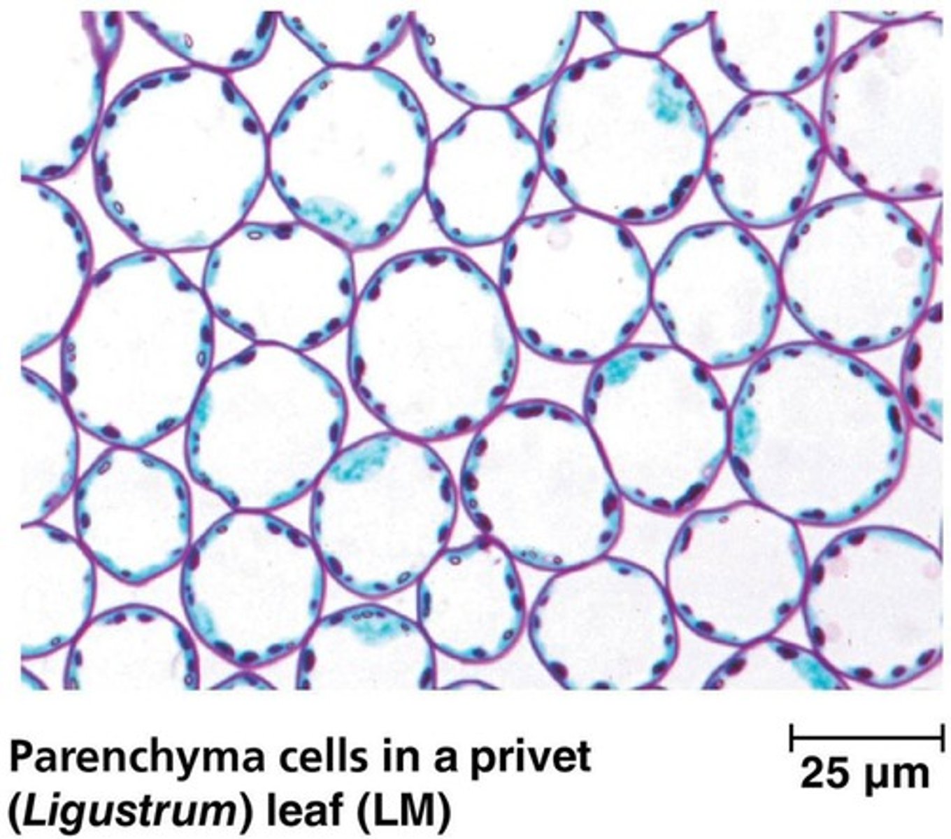<p>The ground tissue in a leaf, sandwiched between the upper and lower epidermis, involved in photosynthesis.</p>